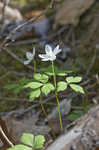 Wood anemone